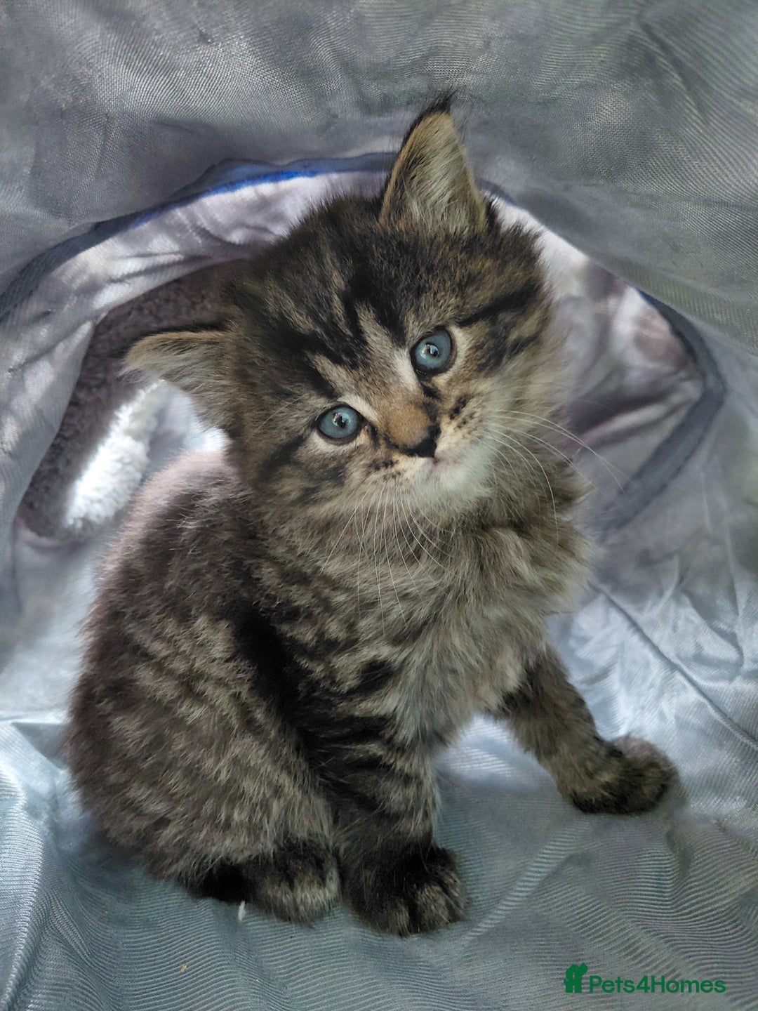 Maine Coon cats for sale: Kittens for sale half main coon - Image 19