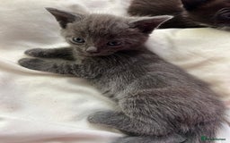 Mixed Breed cats for sale: 3 baby boys looking for their new homes , 4 weeks  - Image 13