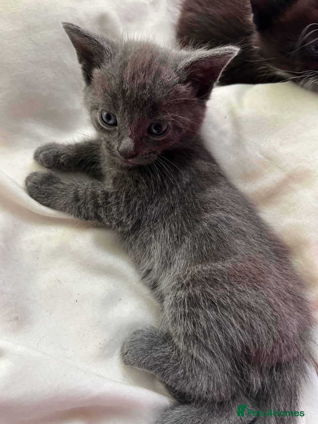 Mixed Breed cats for sale: 3 baby boys looking for their new homes , 4 weeks  - Image 13