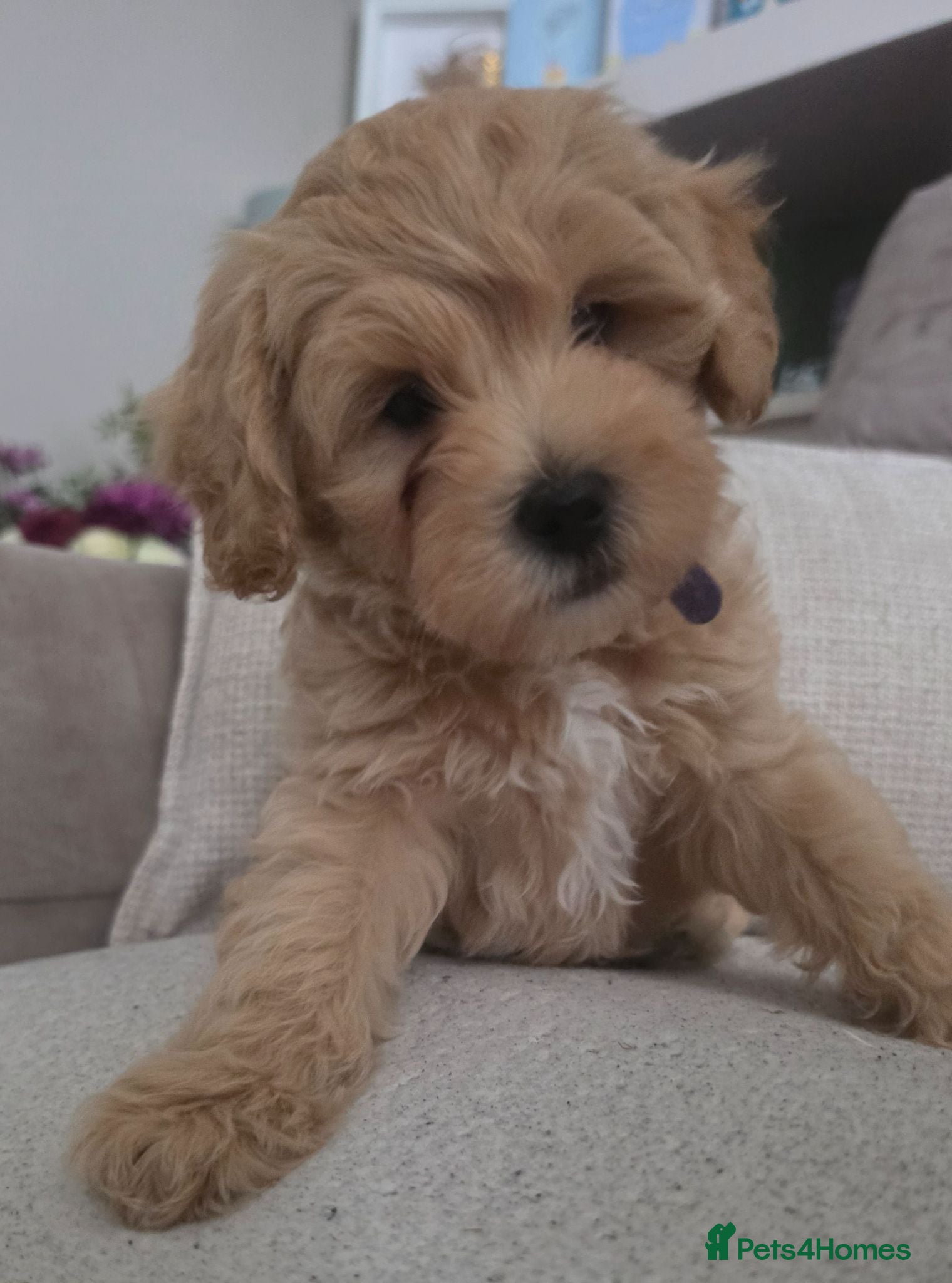 Maltipoo dogs Maltipoo Male Puppies - Advert 1