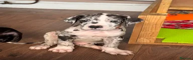 Great Dane Puppy 1