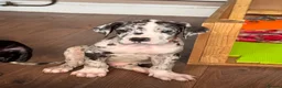 Great Dane dogs for sale: KC reg Great Dane pup - Advert 7