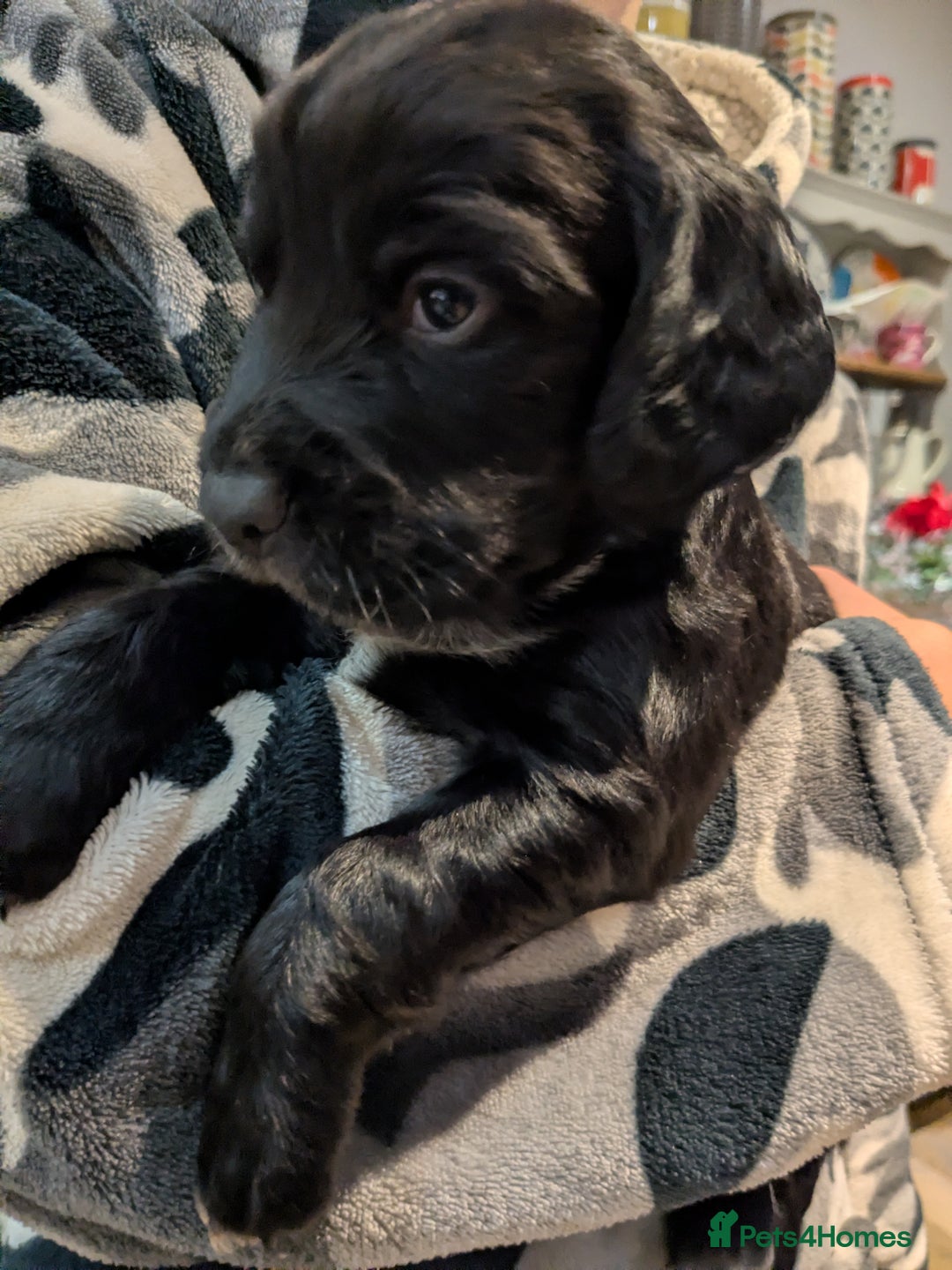 Cocker Spaniel dogs for sale: Working Cocker Spaniel Puppies needing loving home - Advert 7