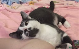 Domestic Shorthair cats for sale: Domestic shorthair cat aged 1 year 3 months - Image 1