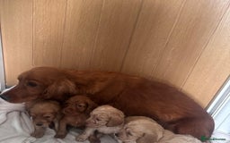 Cockapoo dogs for sale: Stunning cockapoo puppies  - Image 22