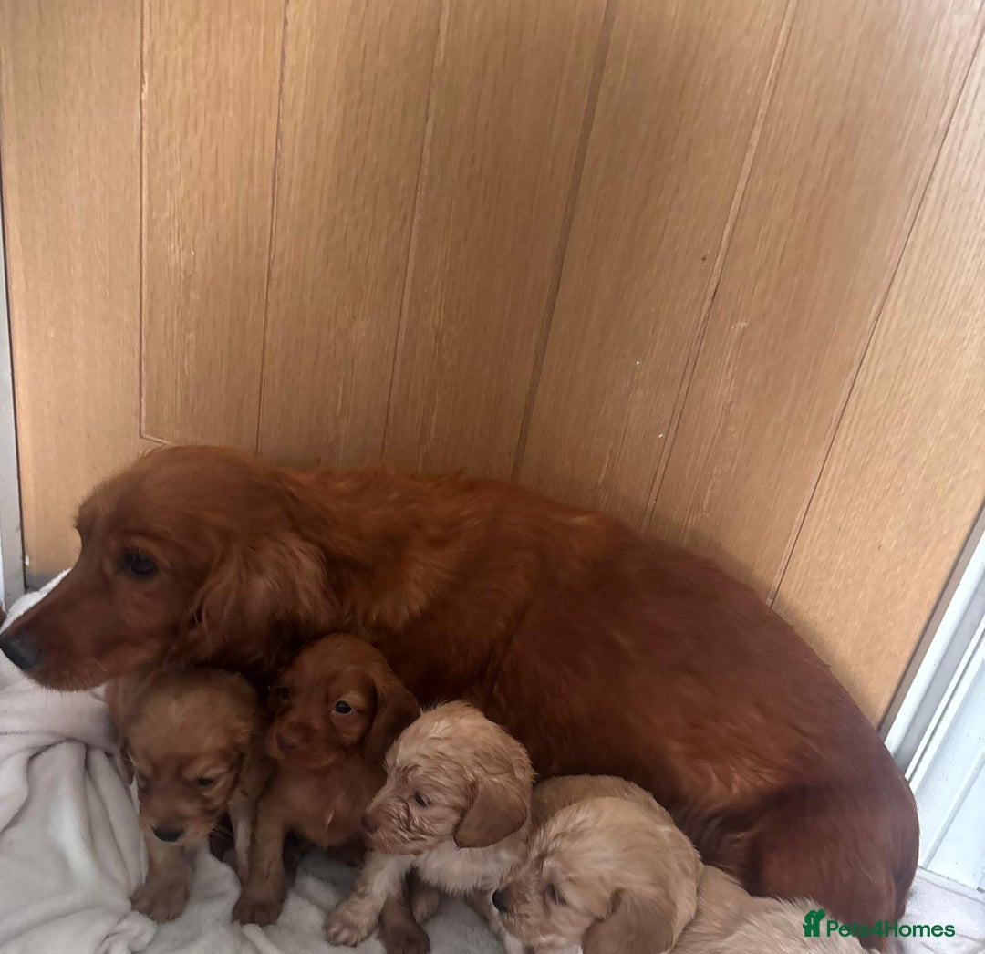 Cockapoo dogs for sale: Stunning cockapoo puppies  - Image 22