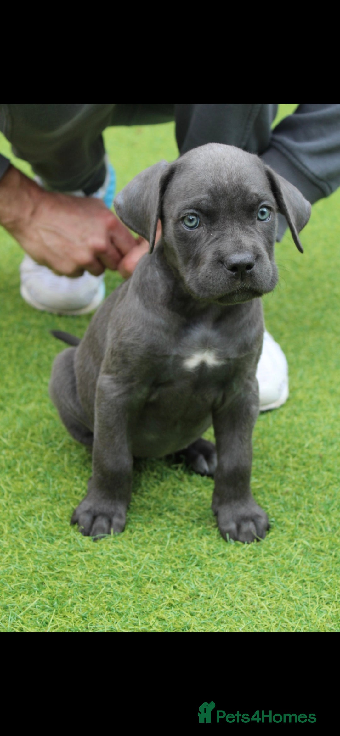 Cane Corso dogs for sale: BEAUTIFUL BLUE CANE CORSO GIRLS - Image 12