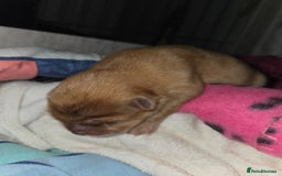 Chow Chow dogs for sale: Rare Chow chow puppies - Image 16