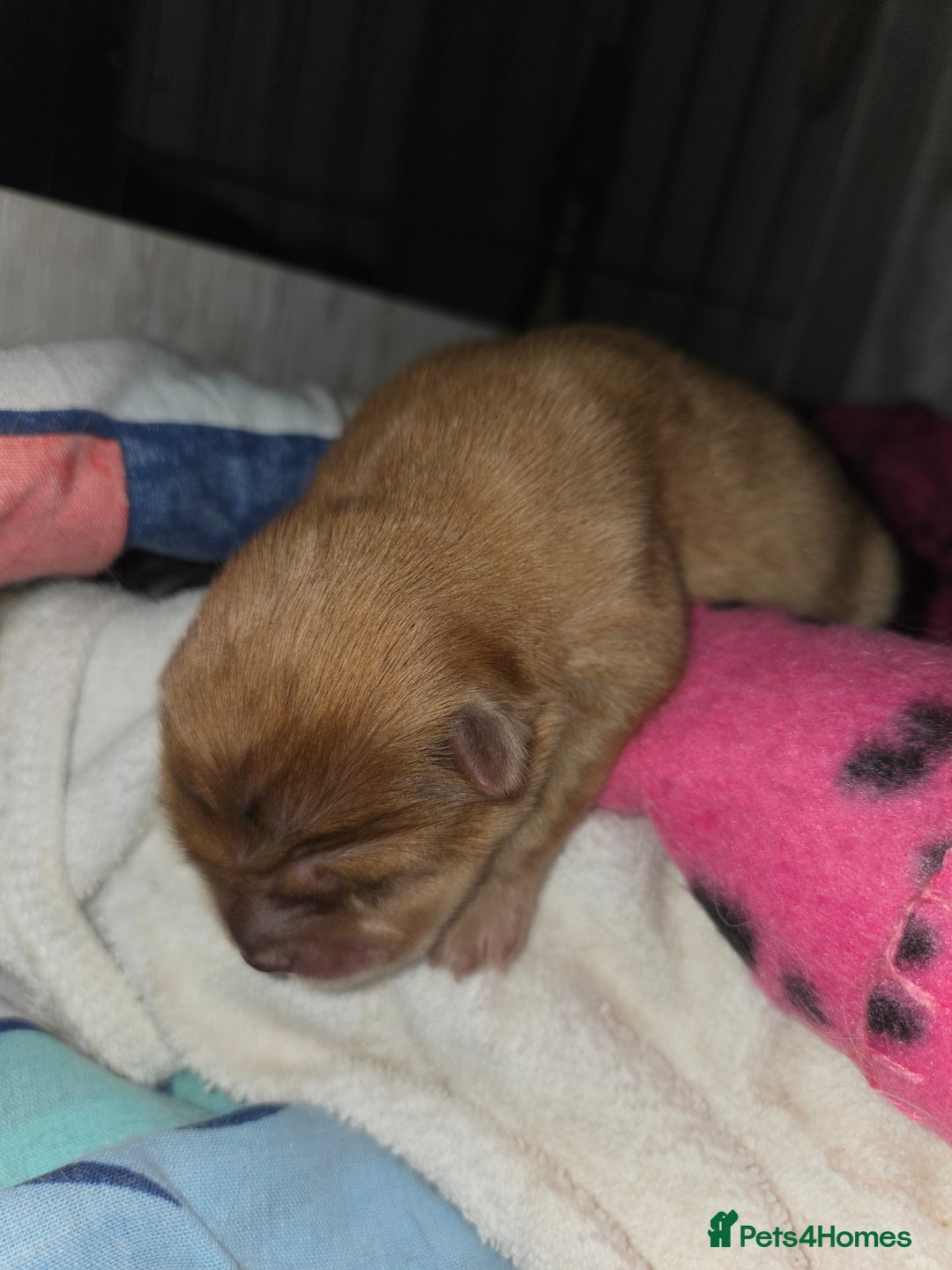 Chow Chow dogs for sale: Rare Chow chow puppies - Image 16
