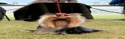 Yorkshire Terrier dogs for sale: Outstanding Pedigree Yorkshire Terrier Puppies ❤️ - Advert 5