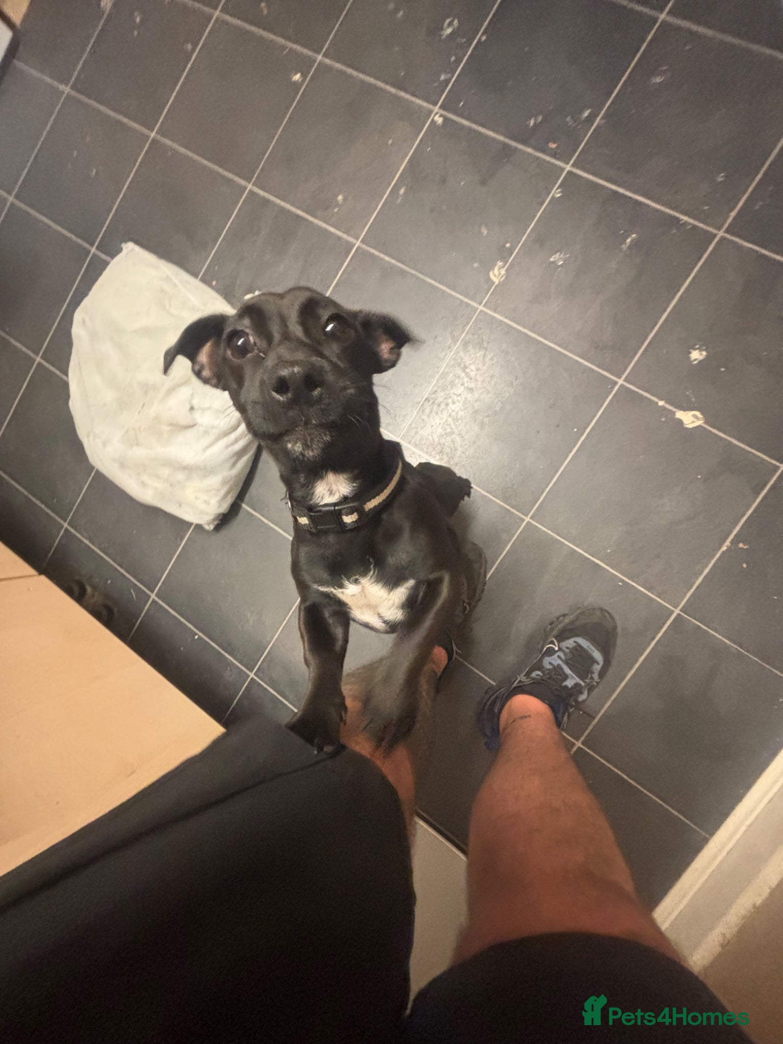 Mixed Breed dogs for sale: Rehome - Advert 6