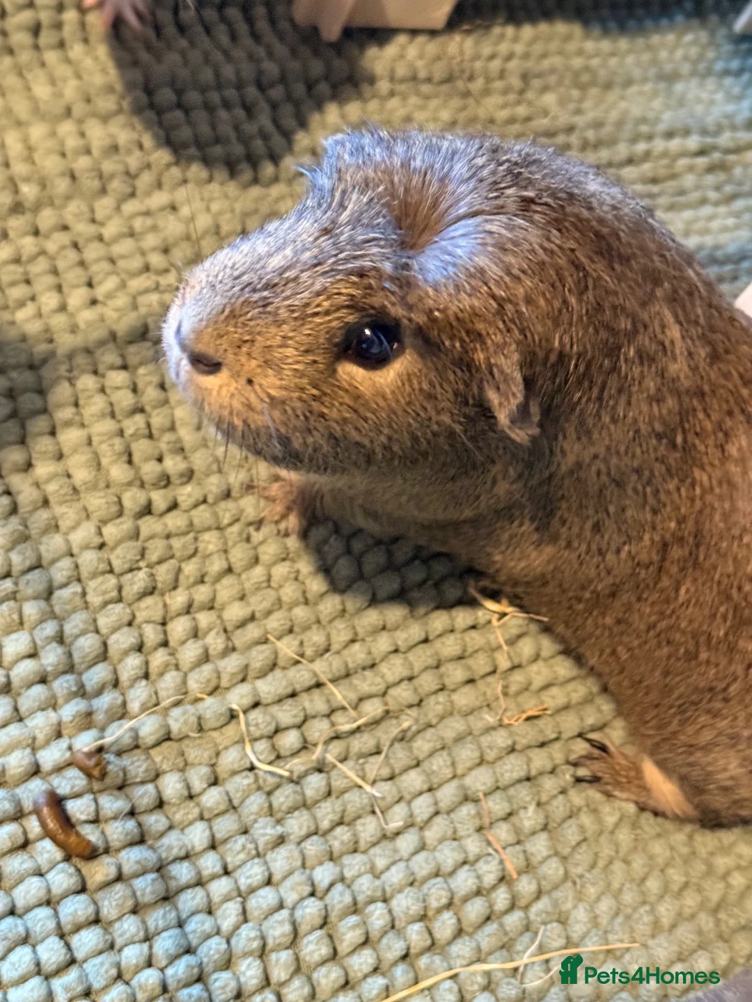 Guinea Pig rodents for sale: X3 Male Guniea Pig in Gateshead - Advert 21