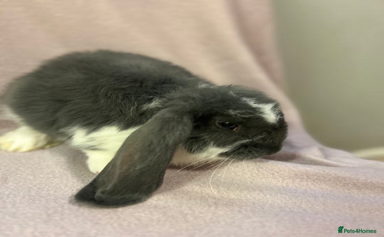 French Lop rabbits - Advert 1