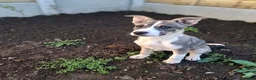 Siberian Husky dogs for sale: 5 month old husky freya  in Manchester - Advert 11