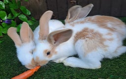 Giant Papillon rabbits for sale: Pure Giant Papillon Kits - Vaccinated - RESERVE - Image 1