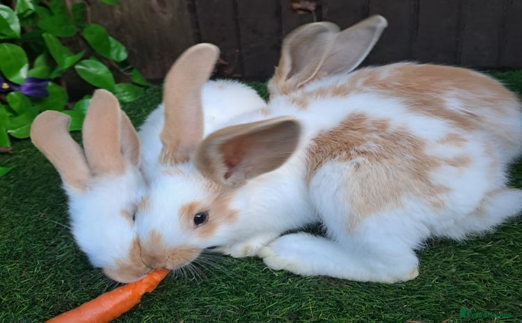 Giant Papillon rabbits - Advert 2