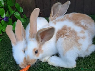 Giant Papillon rabbits - Advert 1