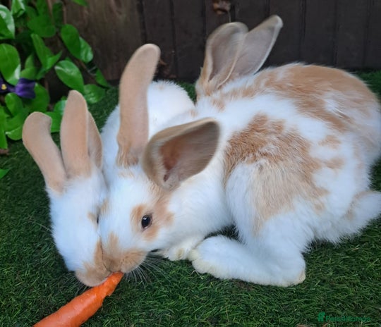 Giant Papillon rabbits - Advert 1