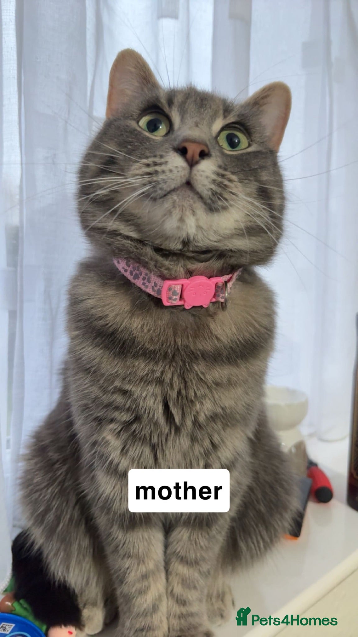 Mixed Breed cats beautiful tabby kittens  - Advert 6