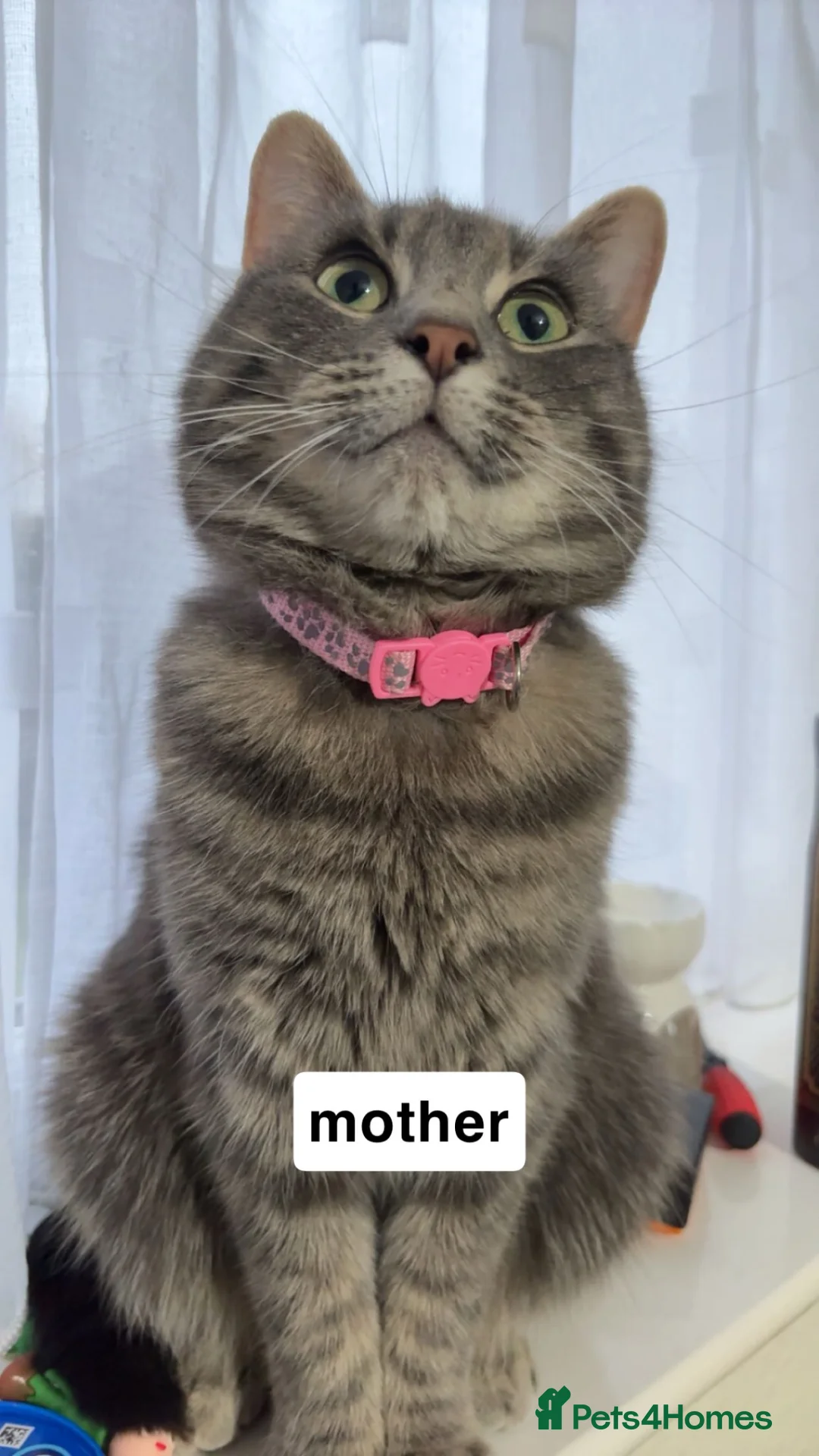 Mixed Breed cats for sale: beautiful tabby kittens  in Nottingham - Advert 1