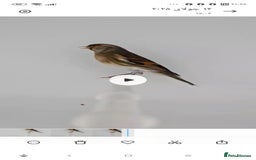 Canaries birds for sale: Canary bird  - Image 2