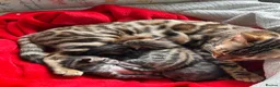 Bengal cats for sale: Beautiful Bengal Kittens – Ready for Loving Homes in Milton Keynes - Advert 2