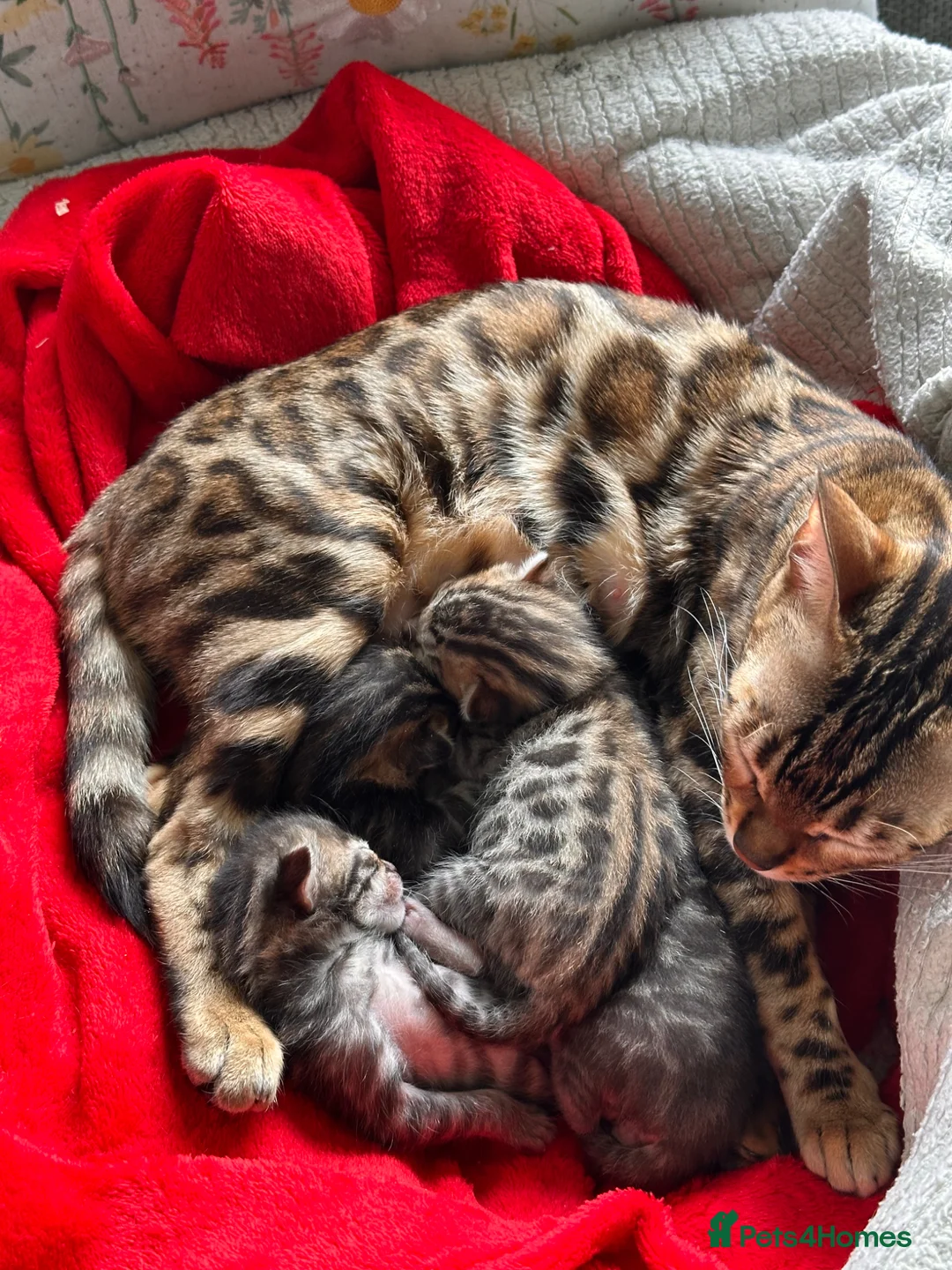 Bengal cats for sale: Beautiful Bengal Kittens – Ready for Loving Homes in Milton Keynes - Advert 2