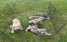 Cane Corso dogs for sale: Cane corso pups  - Image 3