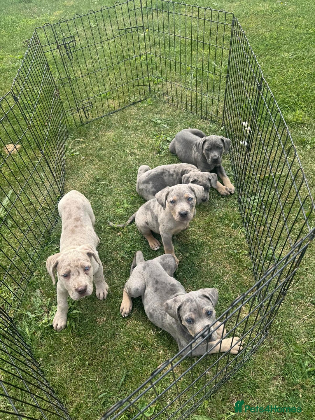 Cane Corso dogs for sale: Cane corso pups  - Image 3