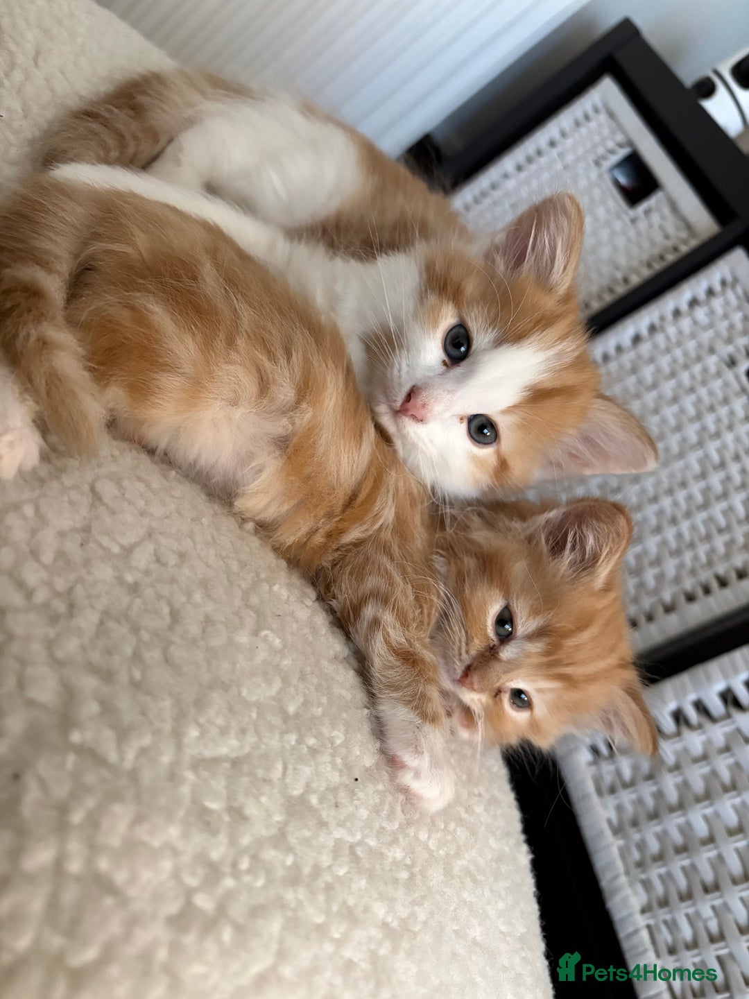 Mixed Breed cats for sale: Jude the Dude and Princess Peaches - Advert 7