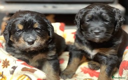 Bernedoodle dogs for sale: Beautiful Bernedoodle babies  - Advert 3