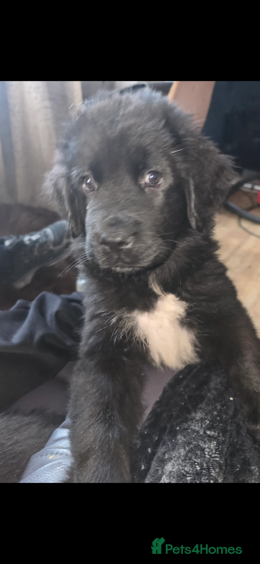 Newfoundland dogs for sale: 2 Newfoundland puppy girls in Walsall - Advert 2