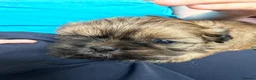 Shih Tzu dogs for sale: Imperial Shih Tzu pups for sale  - Advert 3