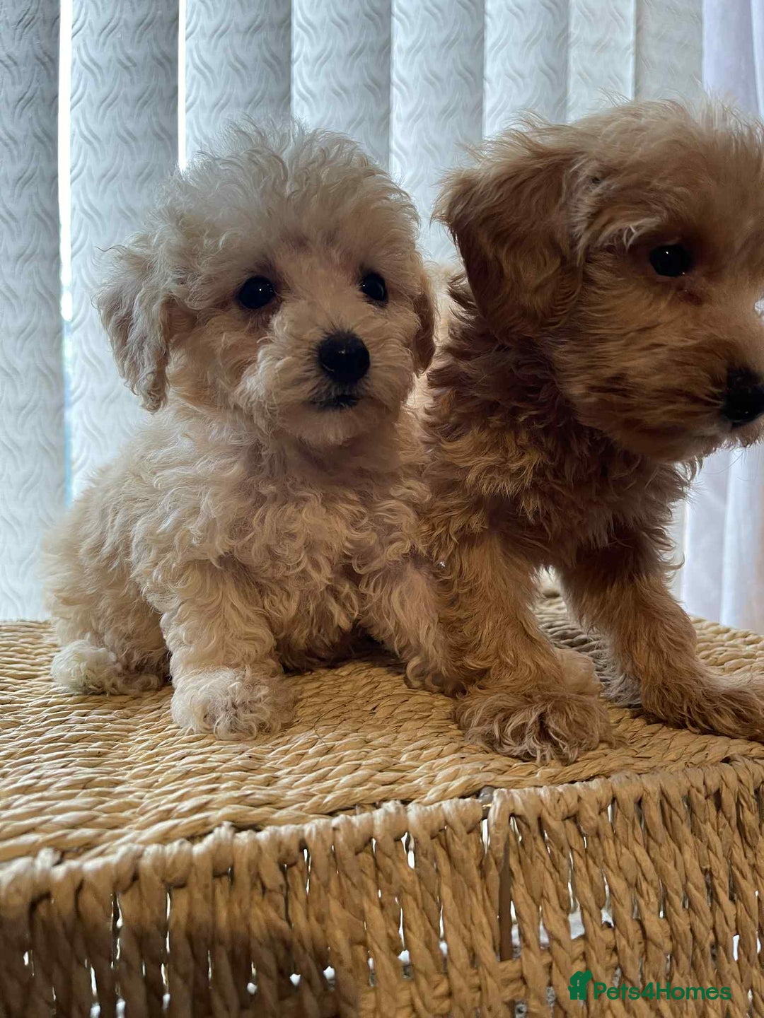 Maltipoo dogs for sale: Maltipoo babies  - Image 3
