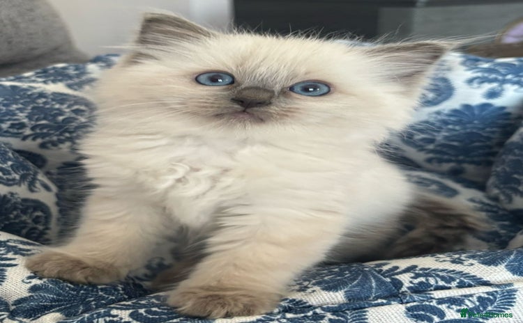 Ragdoll cats - Advert 7
