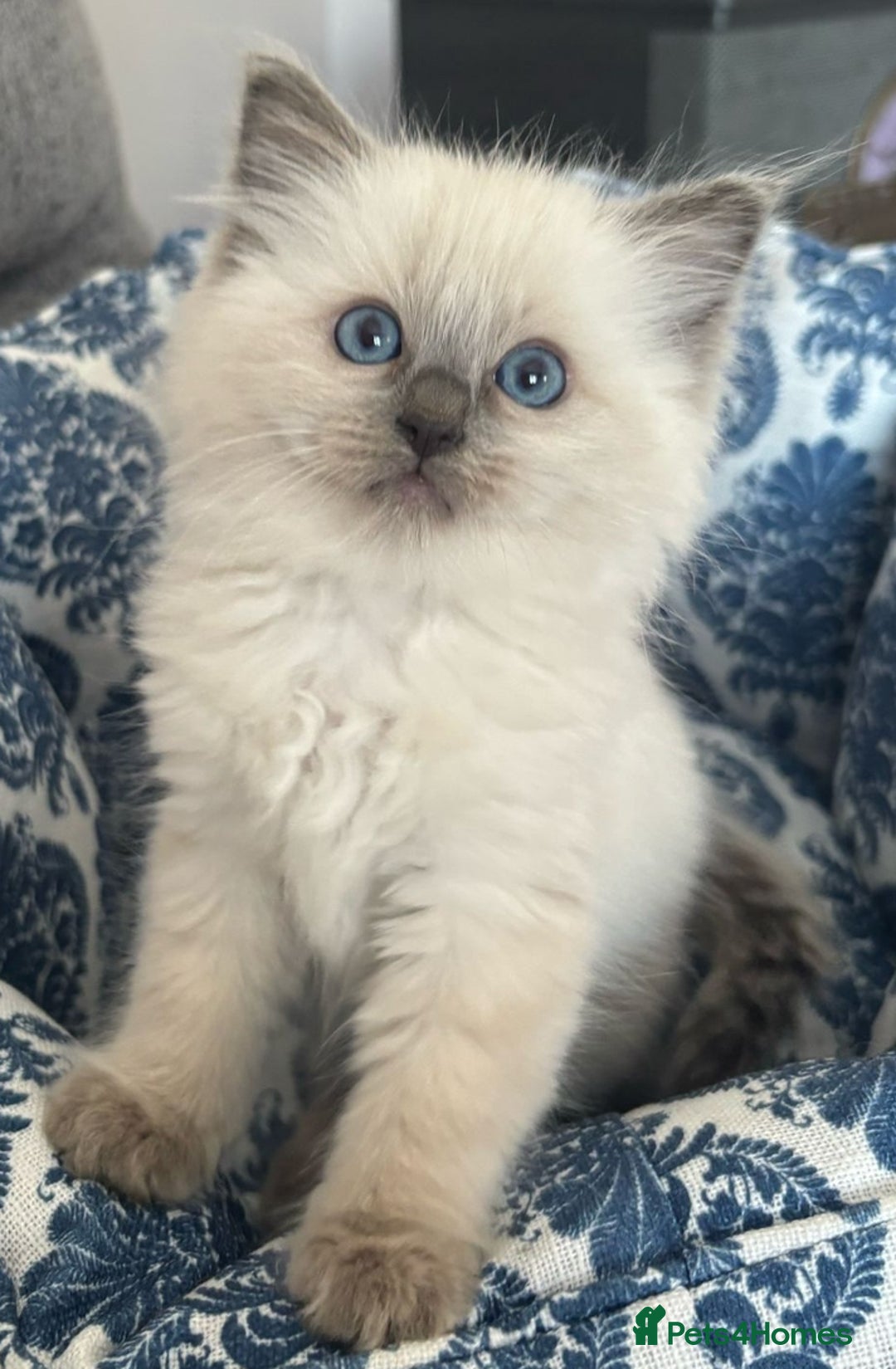 Ragdoll cats for sale: Stunning Ragdoll kittens  - Image 1