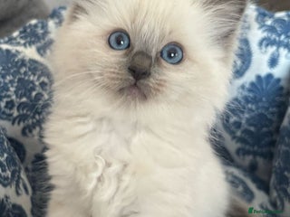 Ragdoll cats - Advert 6