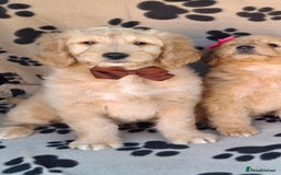 Goldendoodle dogs for sale: Gorgeous standard goldendoodle pups. - Image 21