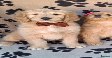 Goldendoodle dogs - Advert 6