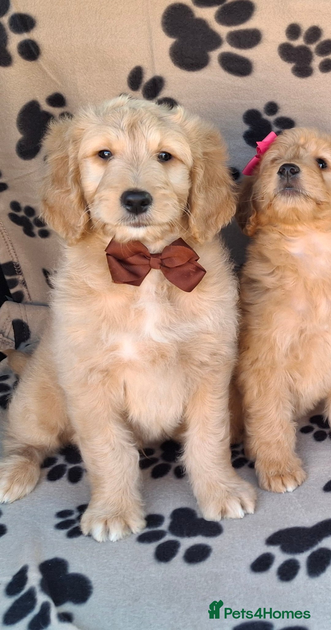 Goldendoodle dogs for sale: Gorgeous standard goldendoodle pups. - Image 21