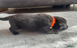German Shepherd dogs for sale: ALFREDO  - Image 3