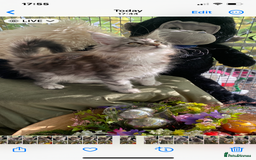 Maine Coon cats for sale: Pedigree registered Maine Coons - Image 2