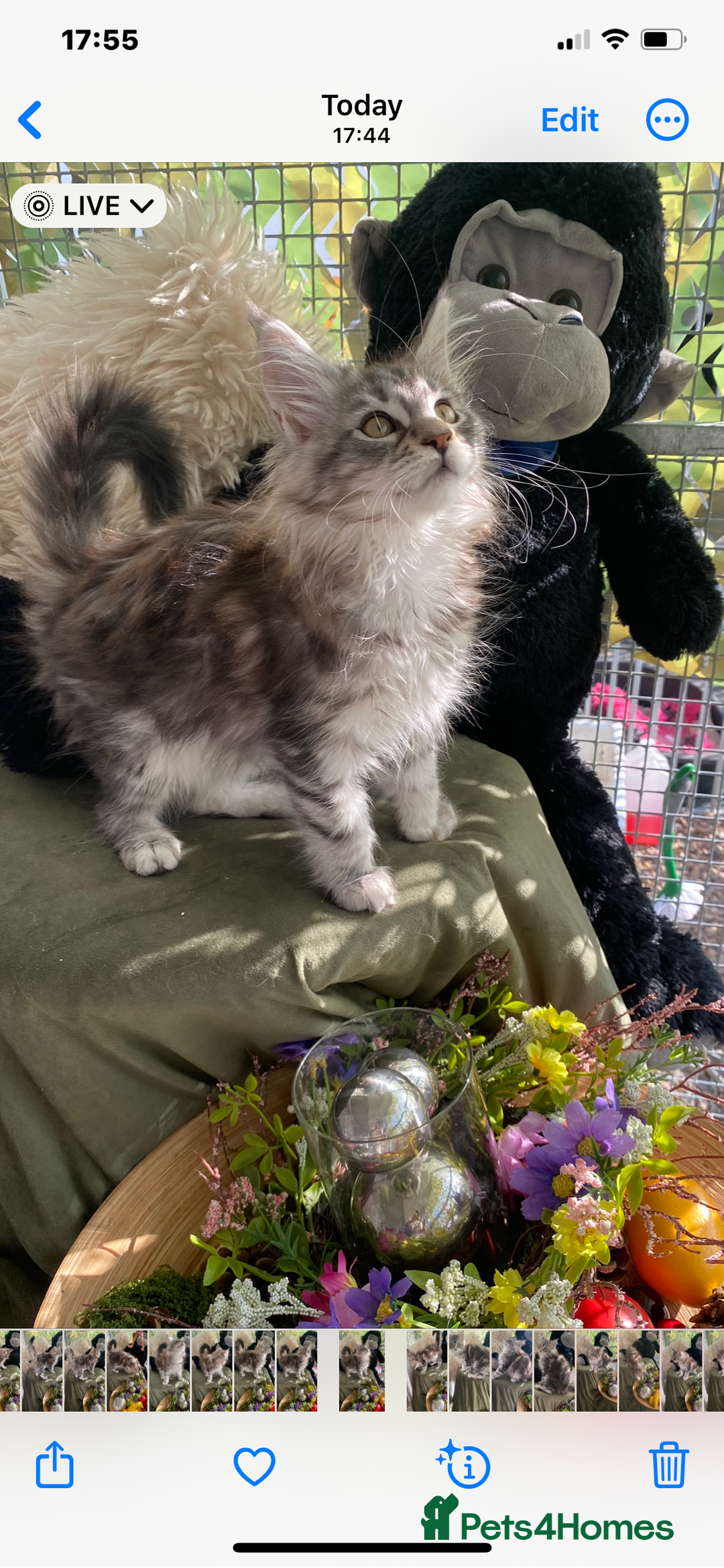 Maine Coon cats for sale: Pedigree registered Maine Coons - Image 2