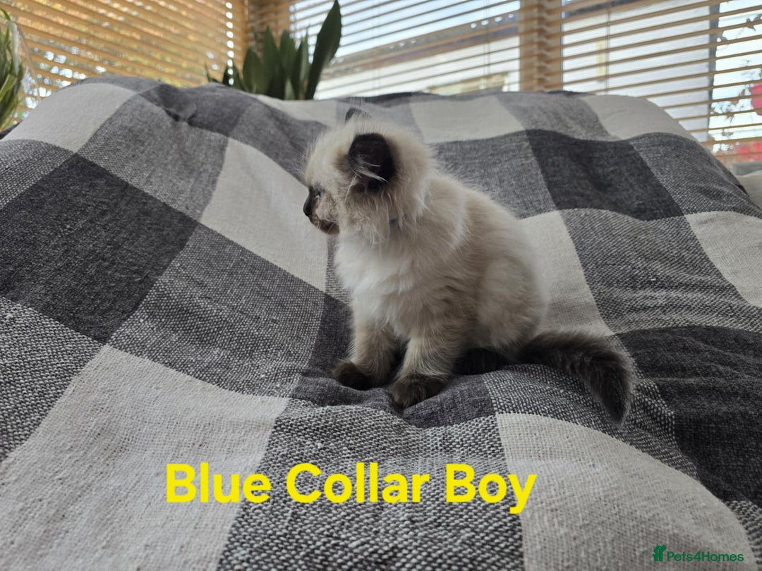 Ragdoll cats for sale: Beautiful fluffy Ragdolls / 2 boys left - Image 6