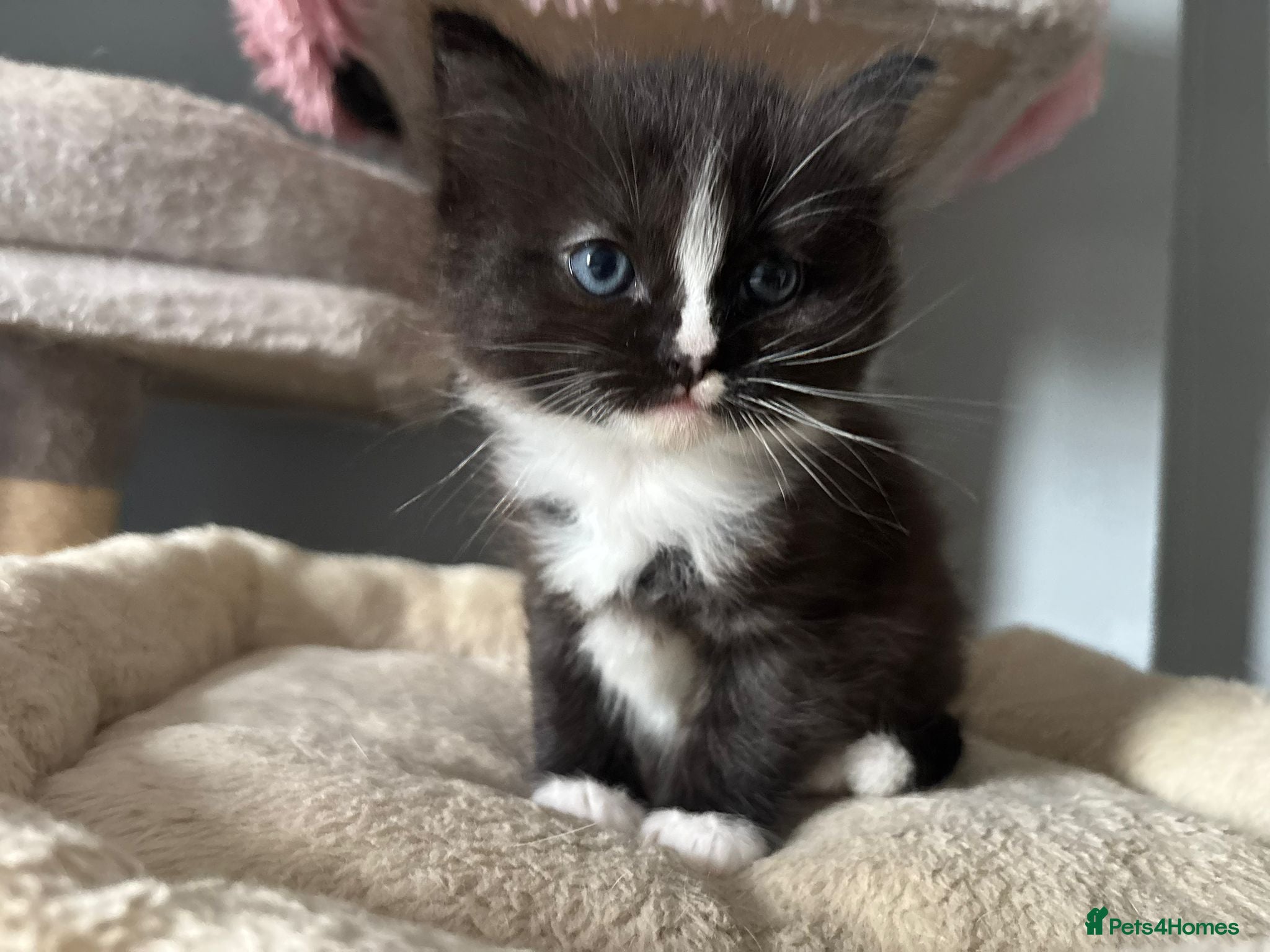 Mixed Breed cats Long‑Haired Ragdoll Cross Tortoiseshell Kittens - Advert 2