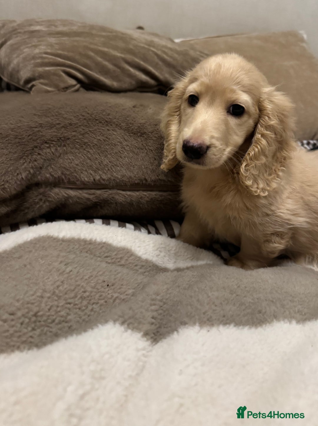 Miniature Dachshund dogs for sale: Two kennel club pra clear dachshund boys Longhair - Advert 9