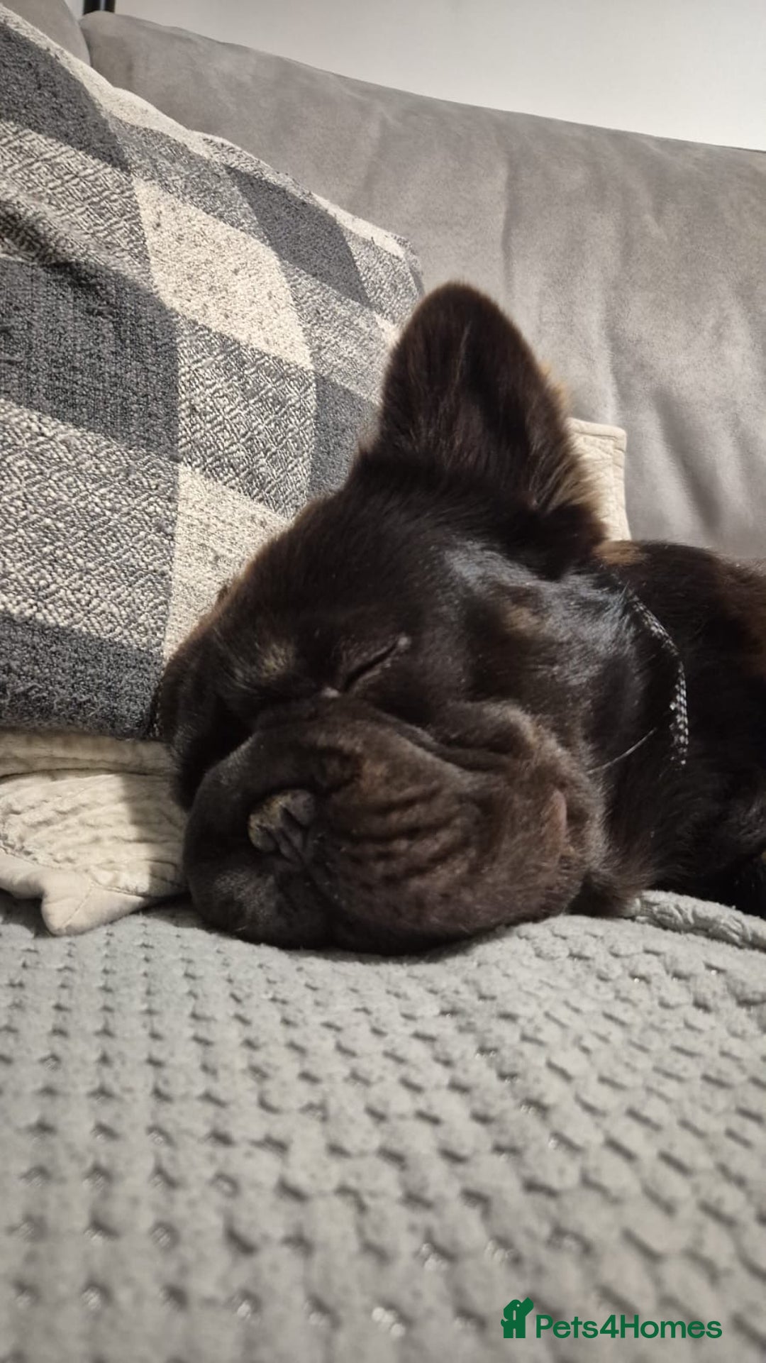 Mixed Breed dogs for sale: CHOCOLATE AND TAN ENGLISH x FRENCHIE - Image 5