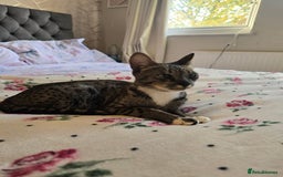 Savannah cats for sale: Beautiful Savannah Girl for 5* home - Image 13