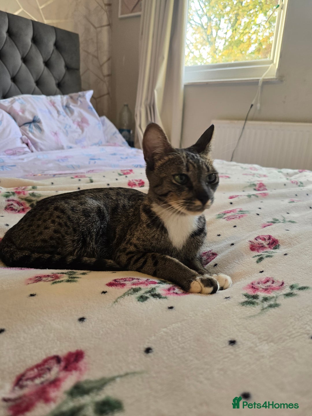 Savannah cats for sale: Beautiful Savannah Girl for 5* home - Image 13