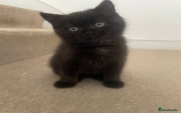 British Shorthair cats for sale: British shorthair chocolate brown mocha kitten - Advert 2